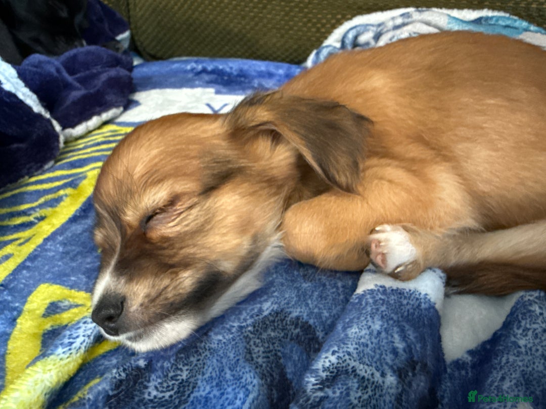 Chihuahua dogs for sale: Chihuahua X Puppies - Image 16