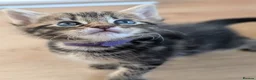 Mixed Breed cats for sale: Mixed Maine Coon Kittens  - Advert 3