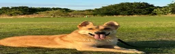 German Shepherd dogs for stud: Handsome pure bred golden German Shepherd Stud in London - Advert 1