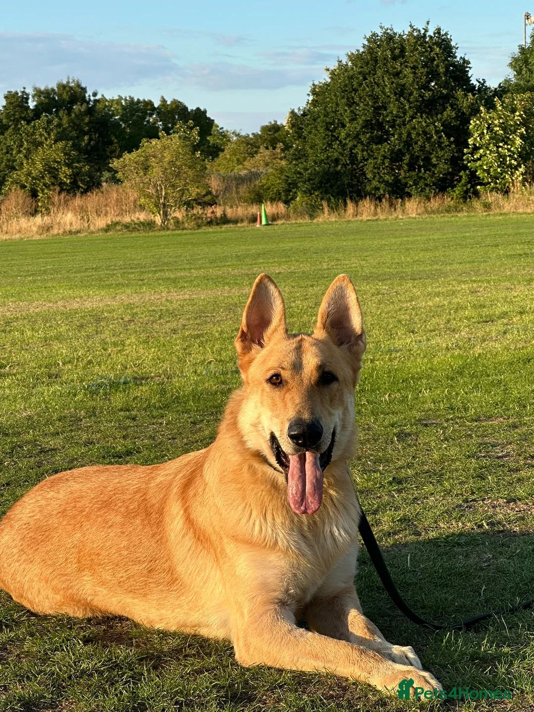 German Shepherd dogs for stud: Handsome pure bred golden German Shepherd Stud in London - Advert 1
