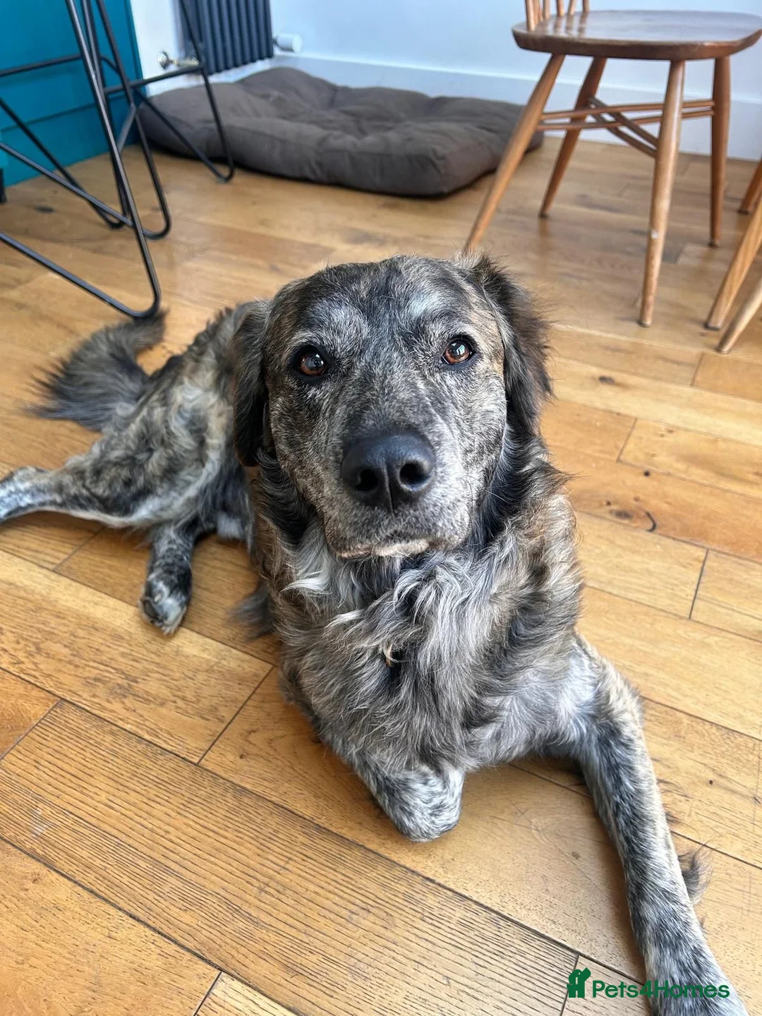 Mixed Breed dogs for adoption: Albie - Advert 4