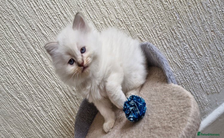 Ragdoll cats 🐾GorgeousRagdollKittens.Ready 22nd December 🐾 - Advert 10