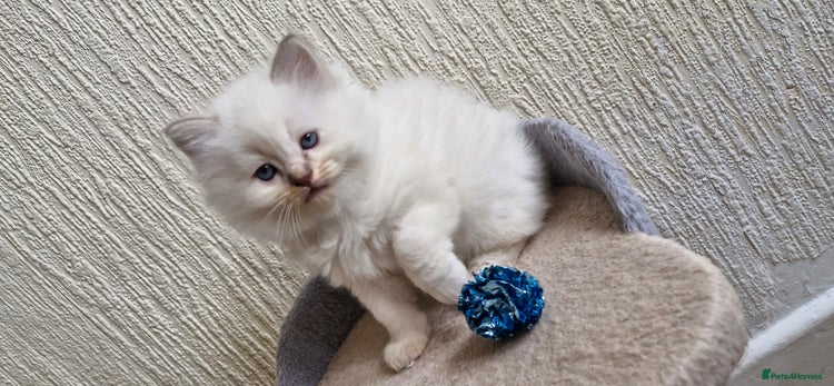 Ragdoll cats 🐾GorgeousRagdollKittens.Ready 22nd December 🐾 - Advert 10