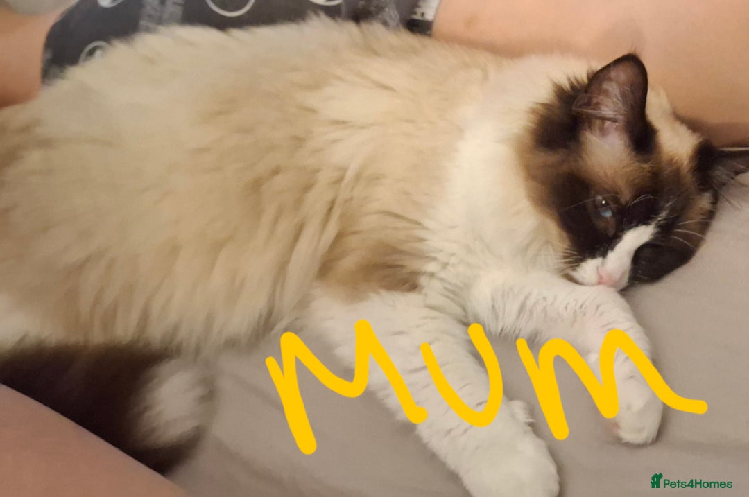 Ragdoll cats for sale: Ragdoll x BSH kittens (individually priced) - Image 27