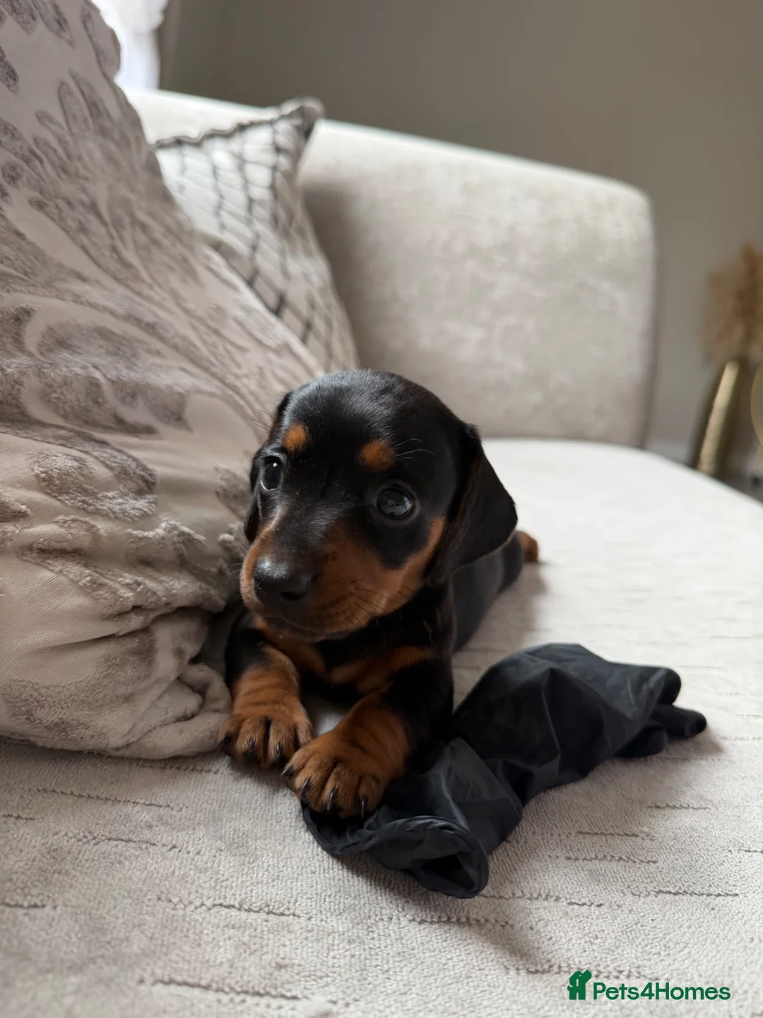 Miniature Dachshund dogs for sale: True mini dachshunds boy girl left - Advert 7