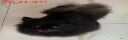 Pomeranian dogs for sale: Gorgeous Pom Puppies  - Advert 38