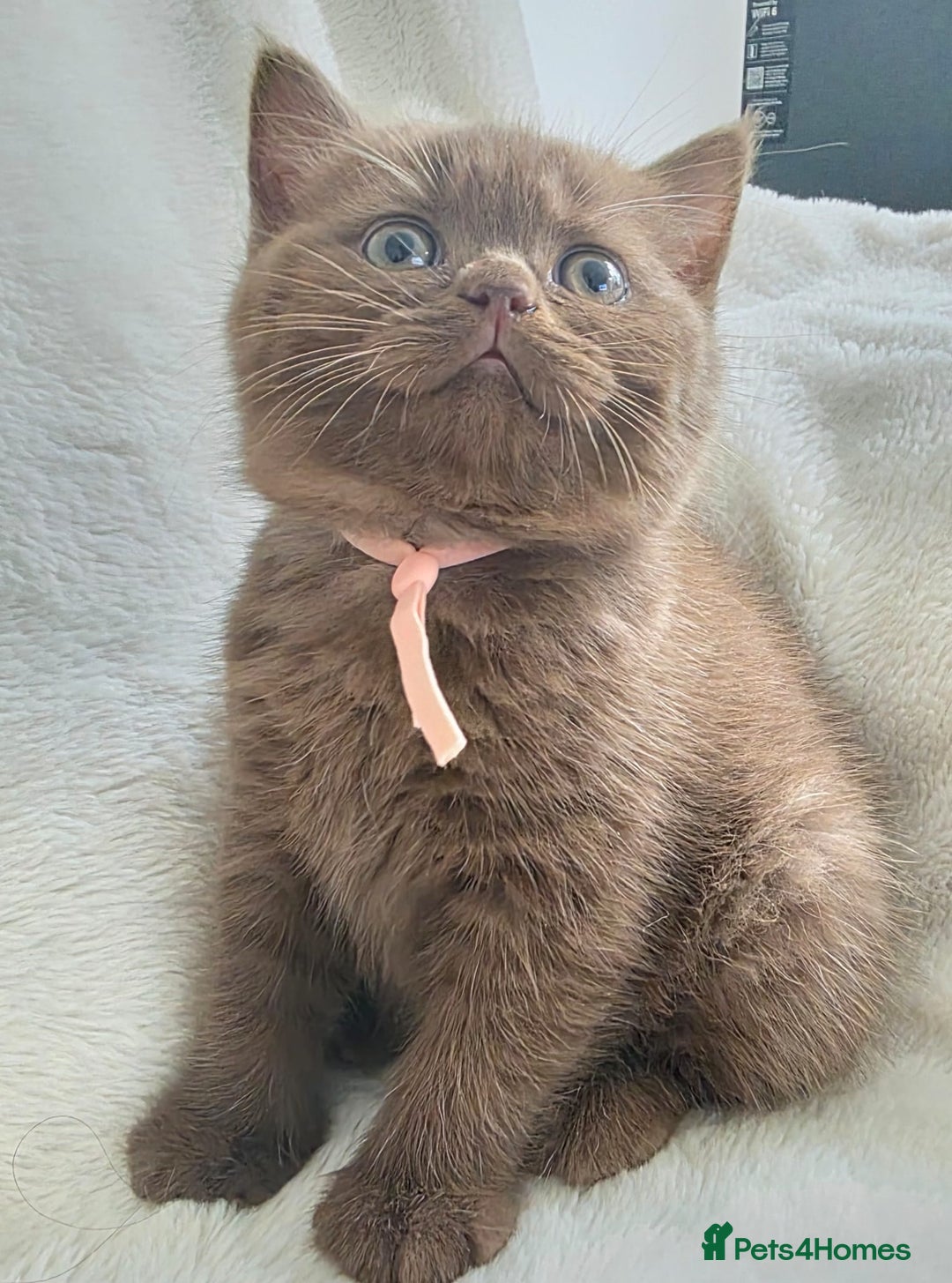 British Shorthair cats for sale: GCCF British Shorthair Kittens Champion Bloodline  - Image 11