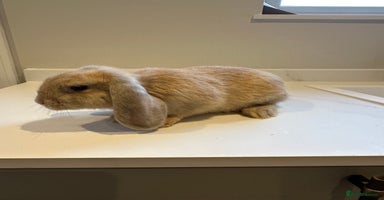 Mini Lop rabbits - Advert 3