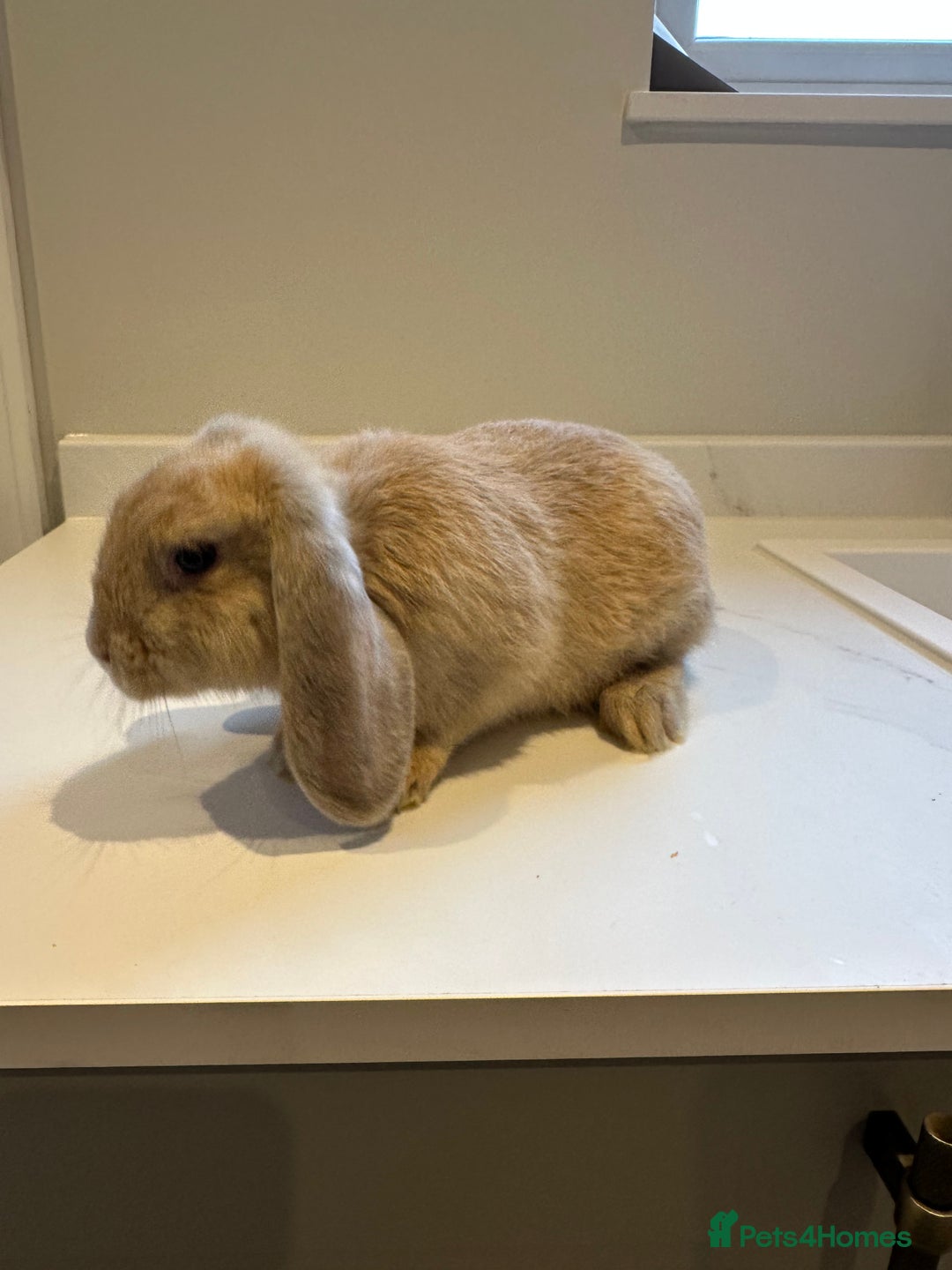 Mini Lop rabbits for sale: Mini Lop Ear - Image 2