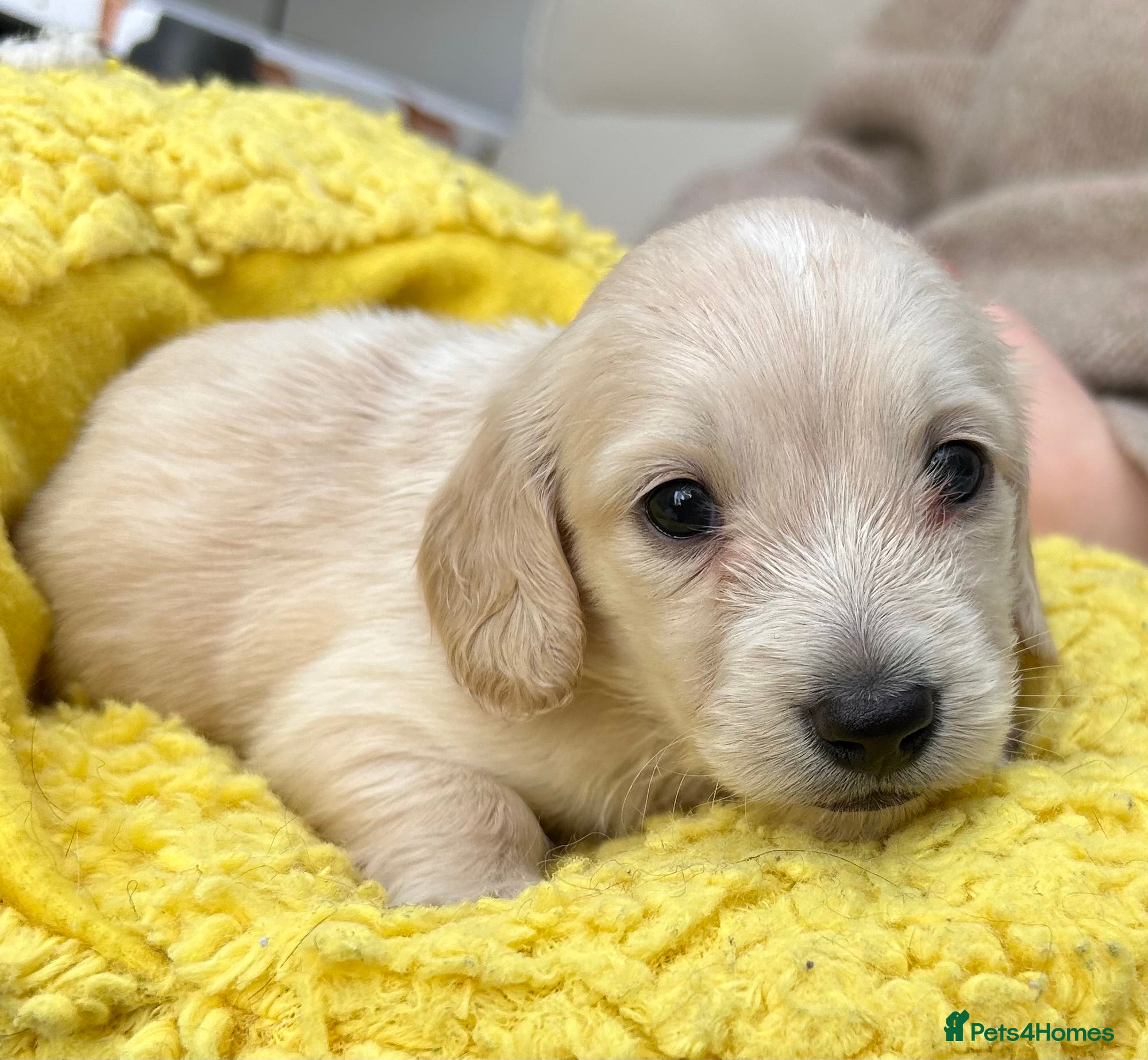 Dachshund dogs Kc Stunning Miniature Dachshunds  - Advert 1