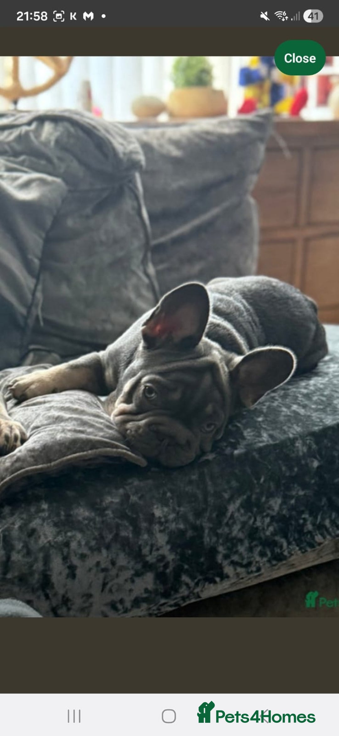 French Bulldog dogs for sale: Rocky french bulldog - Advert 2
