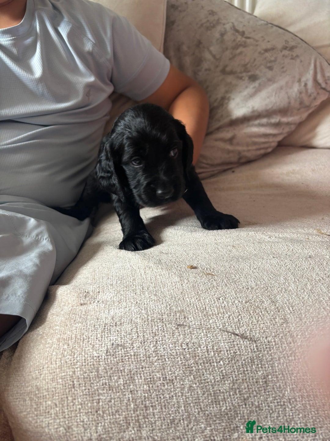 Cockapoo dogs for sale: 1 Cockapoo F1B Puppy left for sale  - Image 5