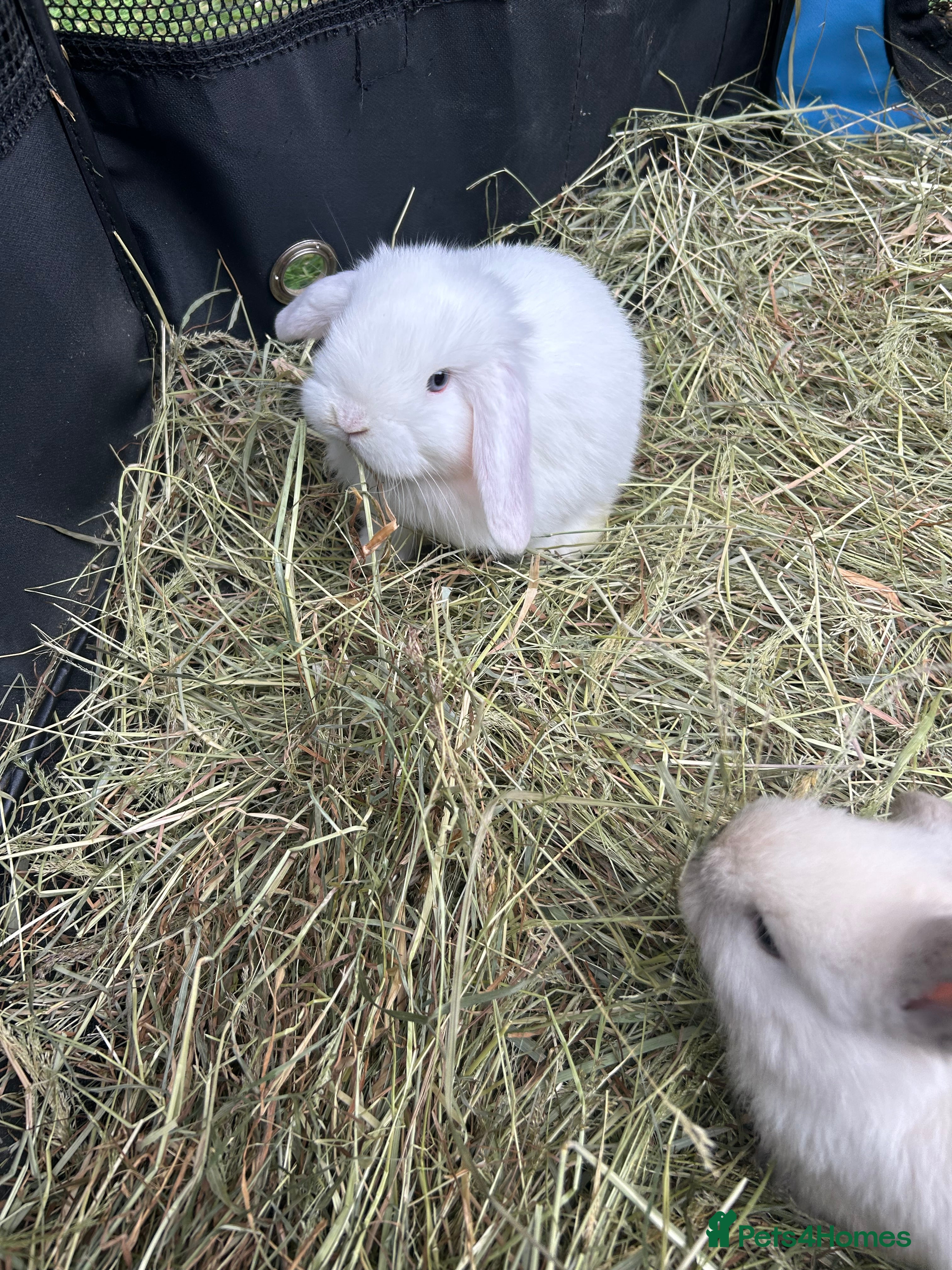 Mini Lop rabbits 1 pure baby mini lop left - Advert 15