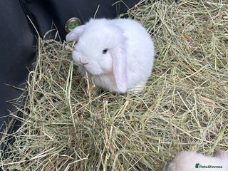 Mini Lop rabbits - Advert 26