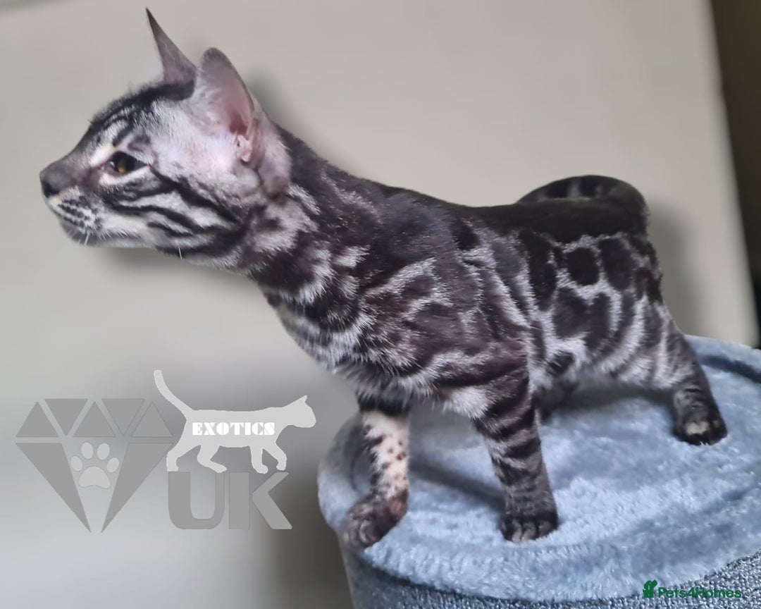 Bengal cats for sale: Intensively socialised bengal kittens - lap cats! in Scunthorpe - Image 12