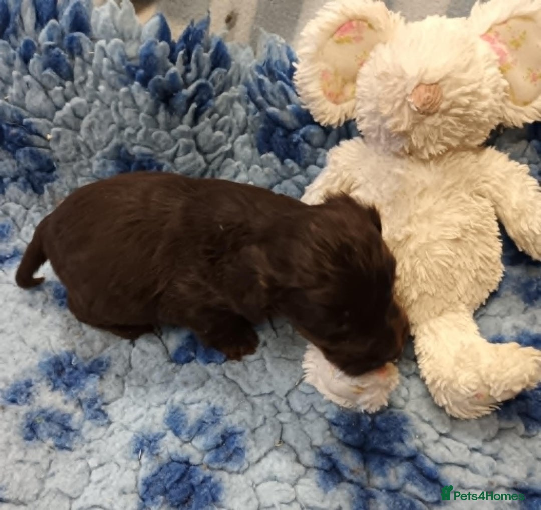 Cockapoo dogs for sale: 2 LITTLE COCKAPOO GIRLS LOOKING FOR NEW HOMES - Advert 4