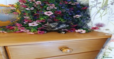 British Shorthair cats - Advert 2