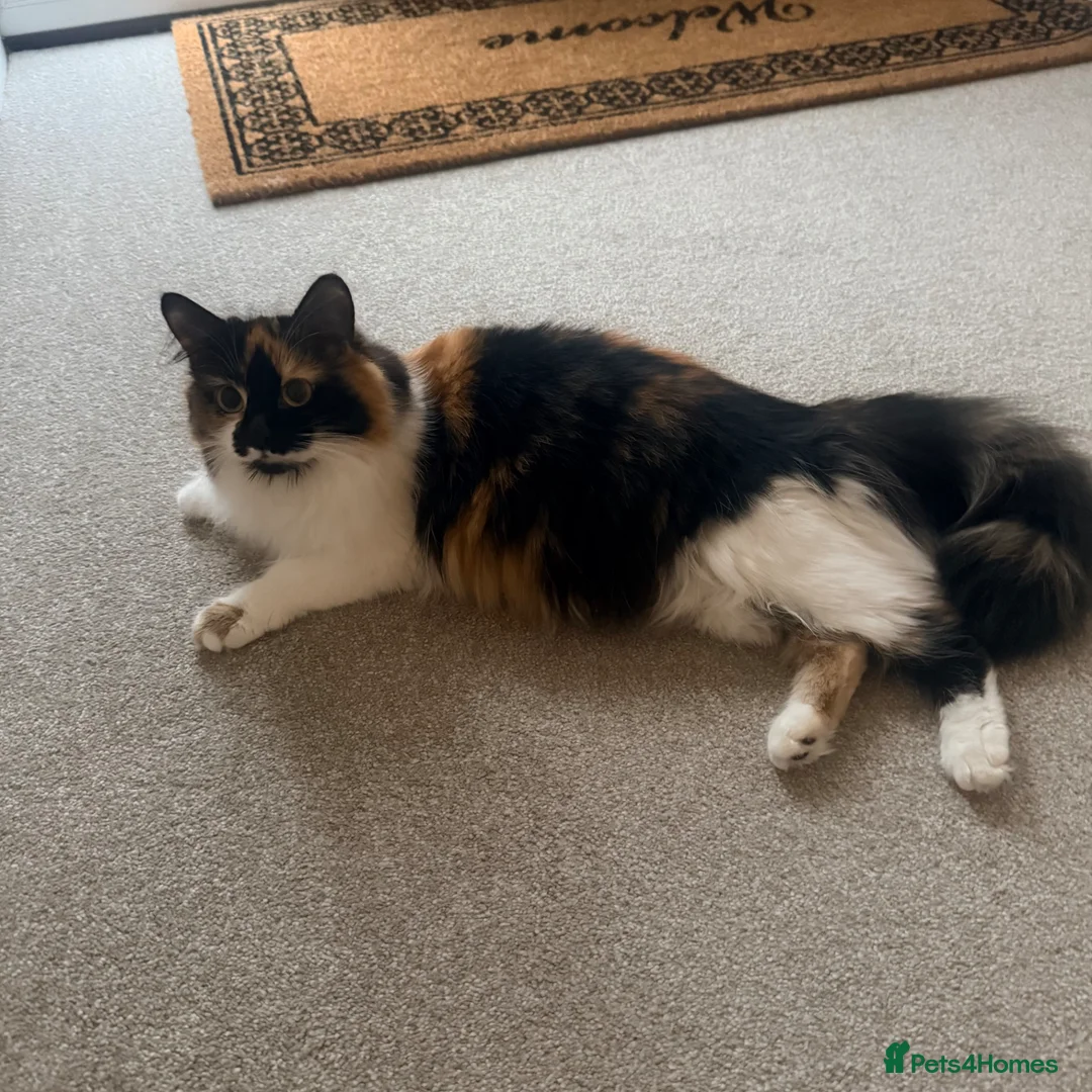 Maine Coon cats for sale: Maine Coon cross  in Macclesfield - Advert 1