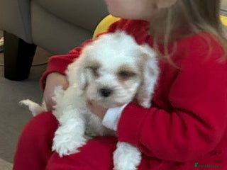 Cockapoo dogs BEAUTIFUL HEALTH CLEAR F1 COCKAPOOS - Advert 8