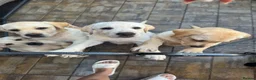 Labrador Retriever dogs for sale: KC Reg Yellow & Black Labrador Pupp - Advert 13