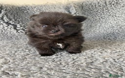 Pomeranian dogs for sale: Stunning litter merl Pomeranian - Image 19
