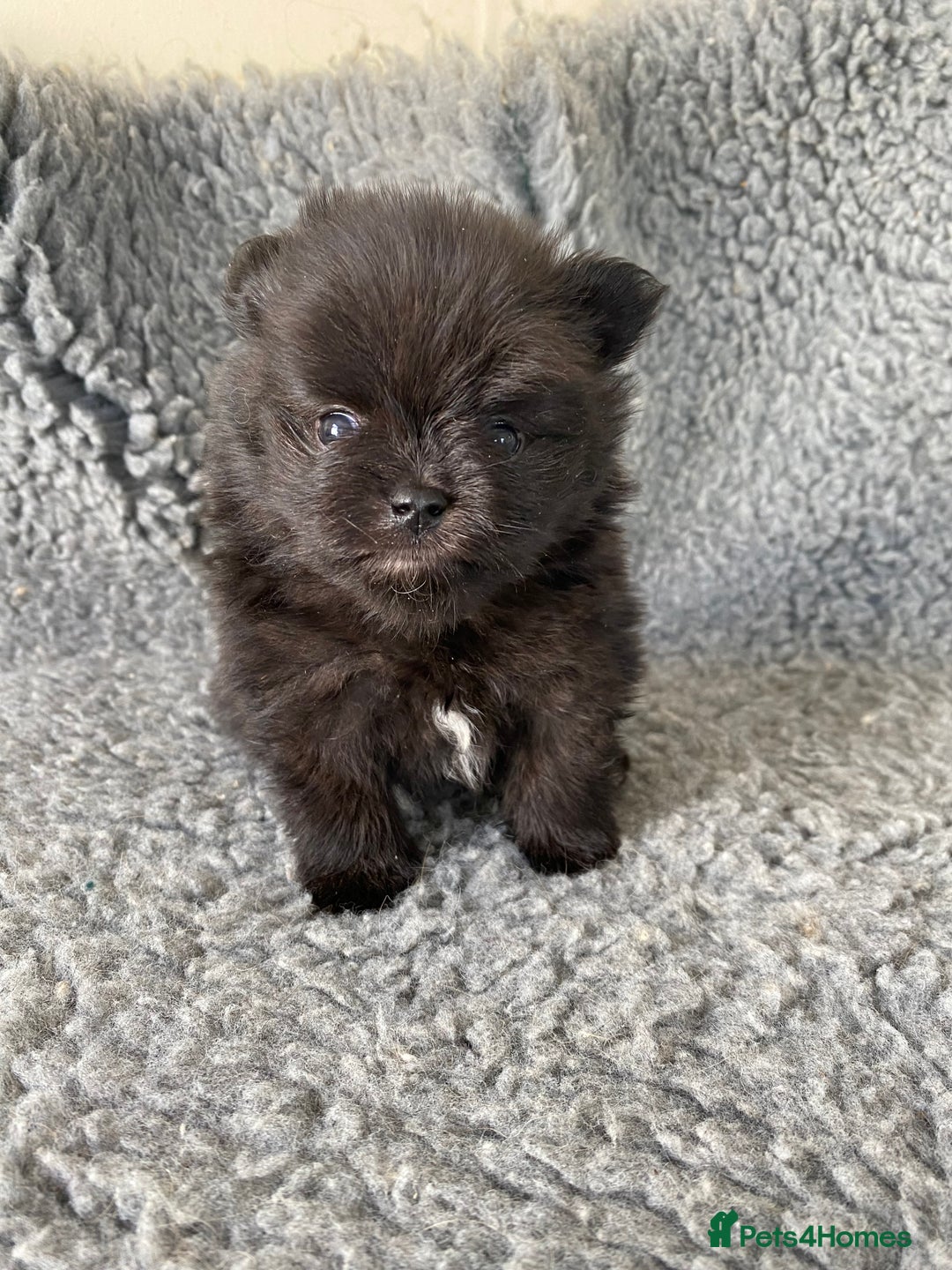Pomeranian dogs for sale: Stunning litter merl Pomeranian - Image 19