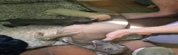 Italian Greyhound dogs for sale: Beautiful Italian Greyhound Puppies - Advert 10