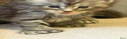 Maine Coon cats for sale: Large Tica Polly kittens - Advert 17
