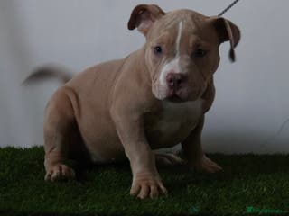 American Bully dogs Micro American bully puppies - Advert 6