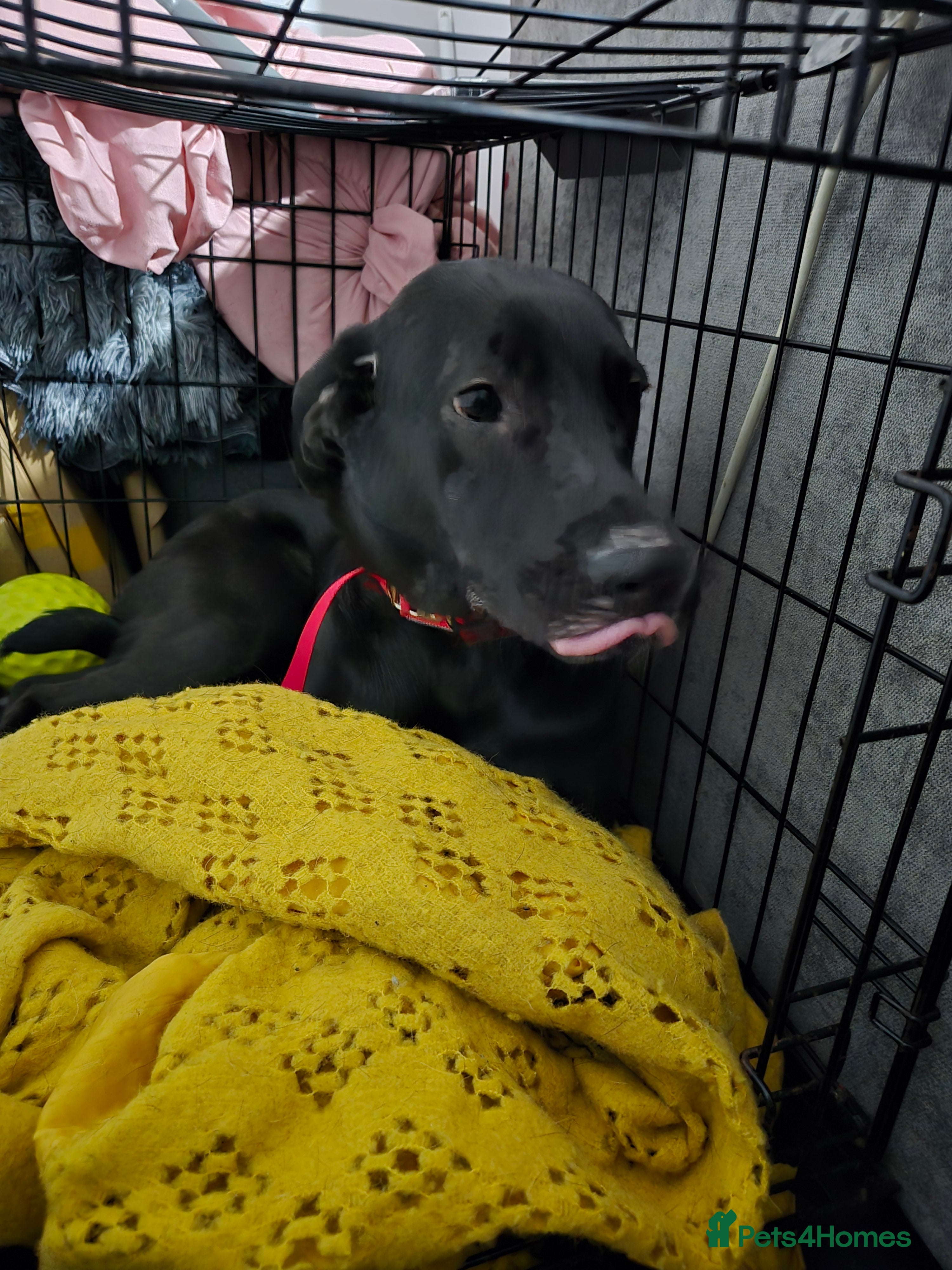 Mixed Breed dogs Mixed female dog  - Advert 21