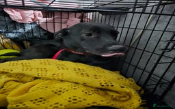 Mixed Breed dogs for sale: Mixed female dog  - Image 1