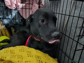 Mixed Breed dogs for sale - Advert 1