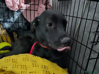 Mixed Breed dogs Mixed female dog - Advert 22