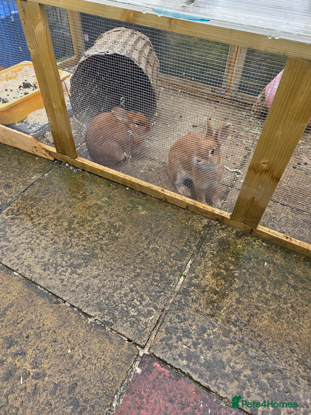 Netherland Dwarf rabbits for sale: Netherland dwarf baby rabbits  in Ilkley - Advert 3