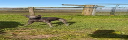 Italian Greyhound dogs for sale: KC Italian Greyhound Boy - Advert 5