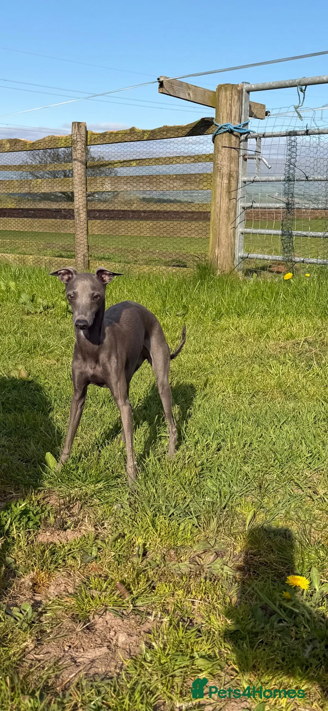 Italian Greyhound dogs for sale: KC Italian Greyhound Boy - Advert 5