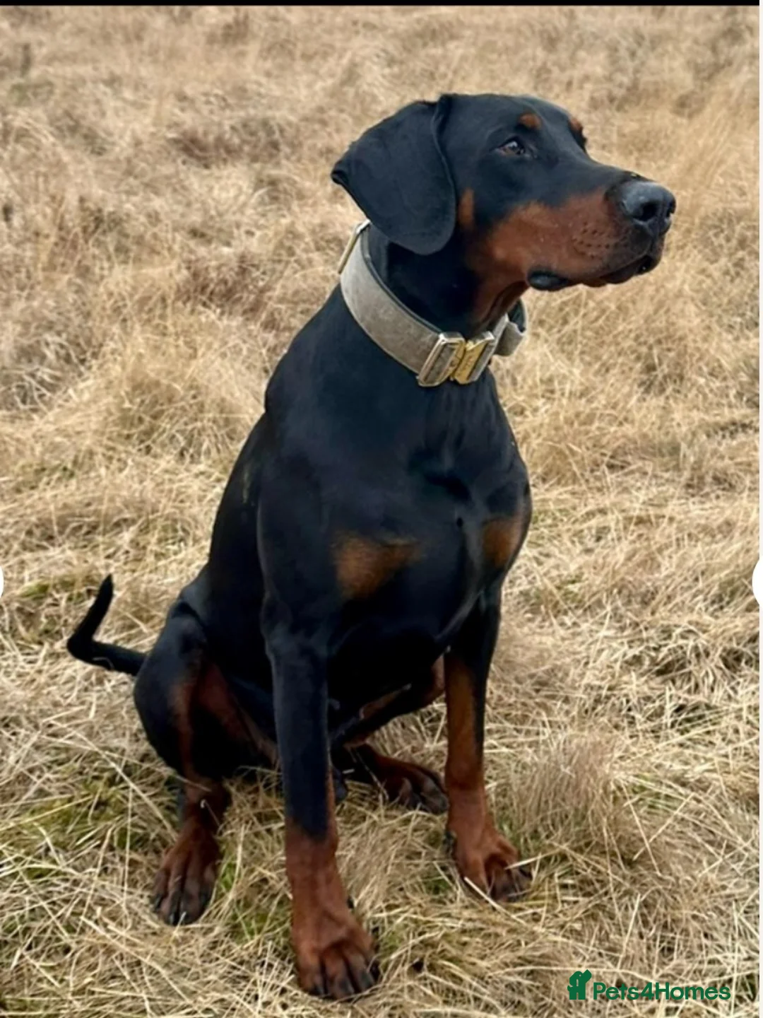 Dobermann dogs for sale: KC registered Dobermann puppies in Widnes - Advert 2