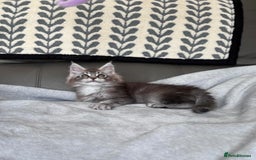 Maine Coon cats for sale: Our little Bertie is available  - Image 6