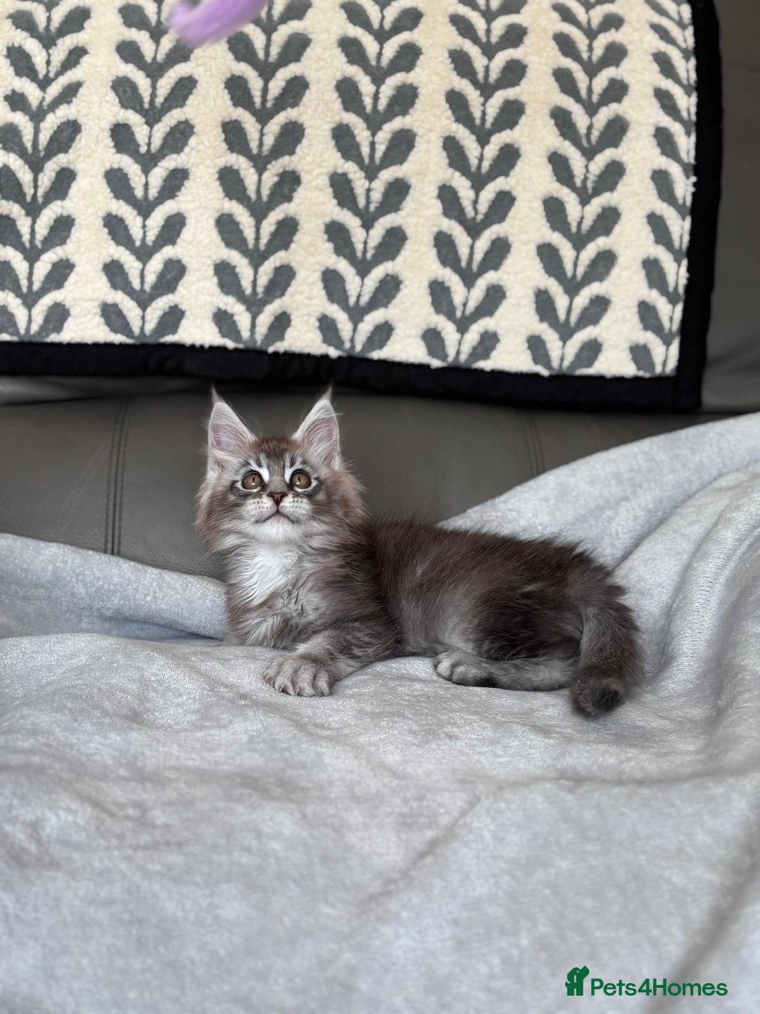 Maine Coon cats for sale: Our little Bertie is available  - Image 6