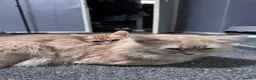 Mixed Breed cats for sale: American bobtail/tortoise shell  - Advert 4