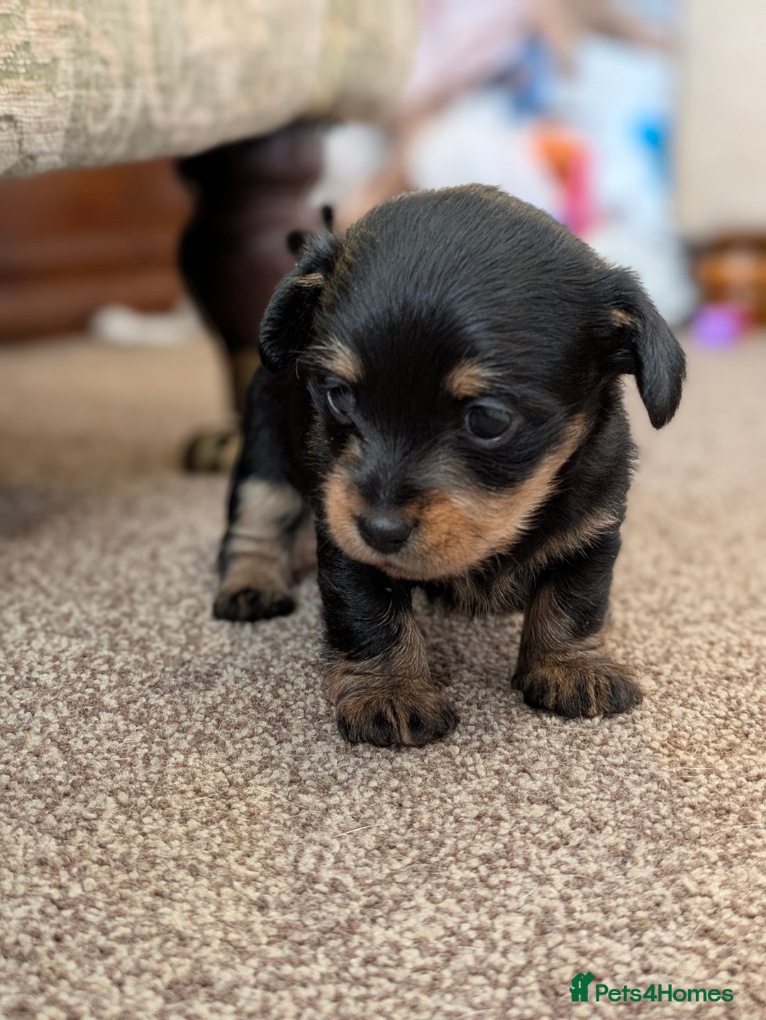 Mixed Breed dogs for sale: Pomchi x Dachshund 3 females  - Advert 12