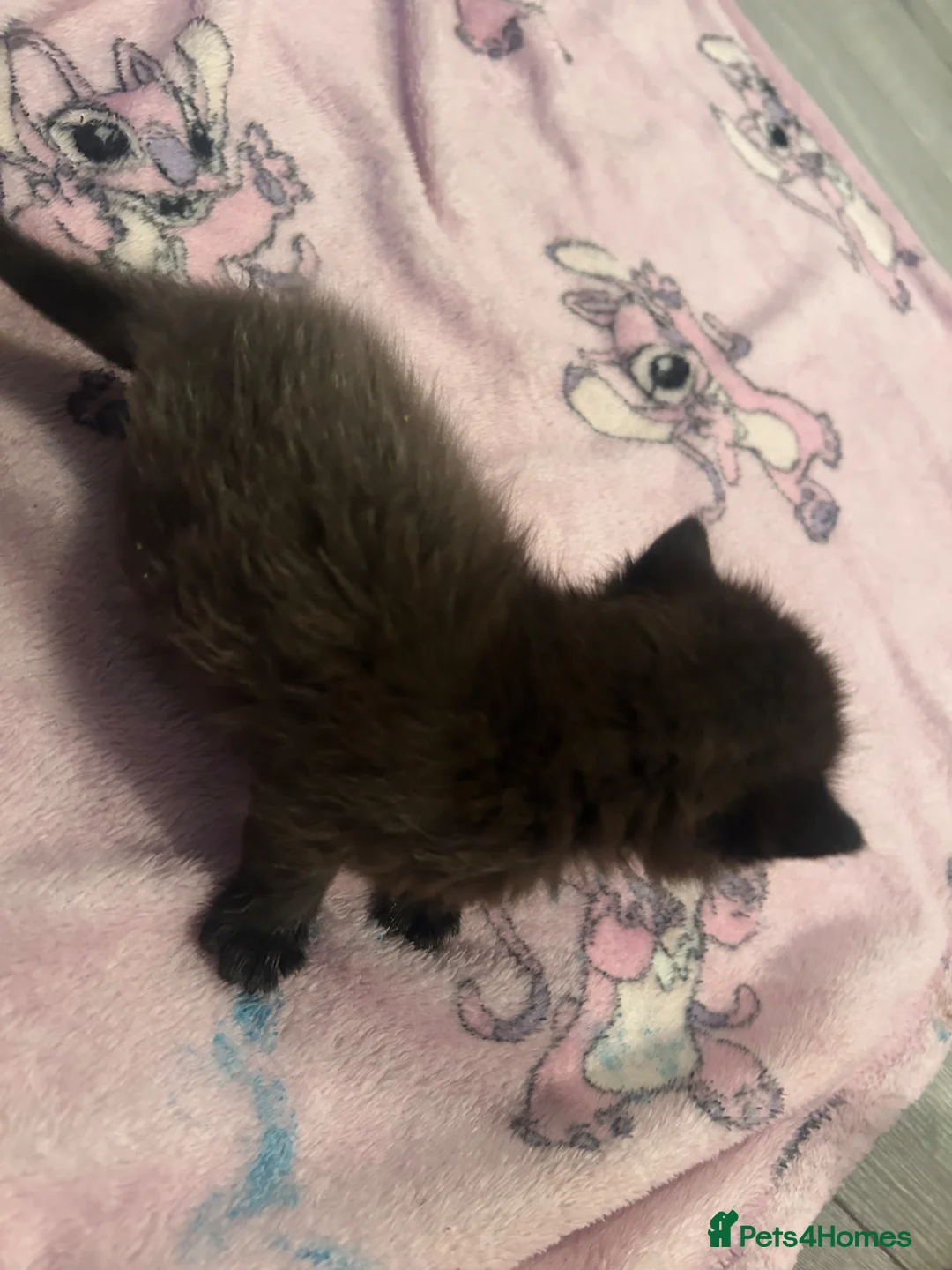 Mixed Breed cats for sale: 1 male kitten  in Wallsend - Advert 2