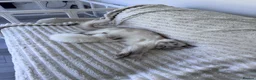 Ragdoll cats for sale: ✨ Beautiful GCCF Registered Ragdoll Kittens ✨ - Advert 12