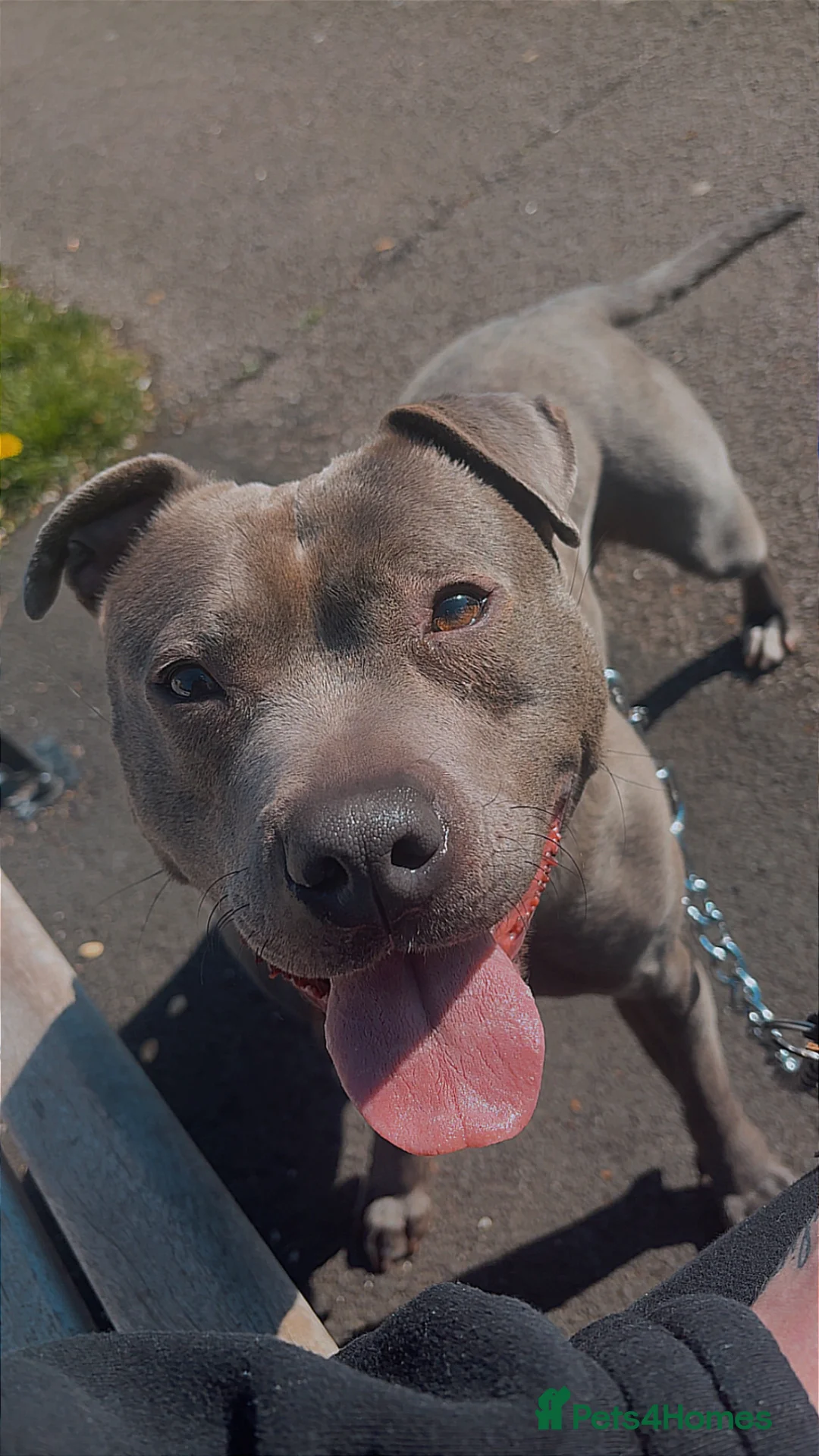 Staffordshire Bull Terrier dogs for sale: Lovely 4 year old female staff for sale  - Advert 2