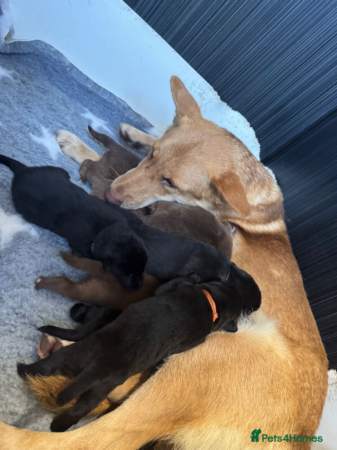 German Shepherd dogs for sale: Stunning German Shepherd X Puppies  - Advert 16