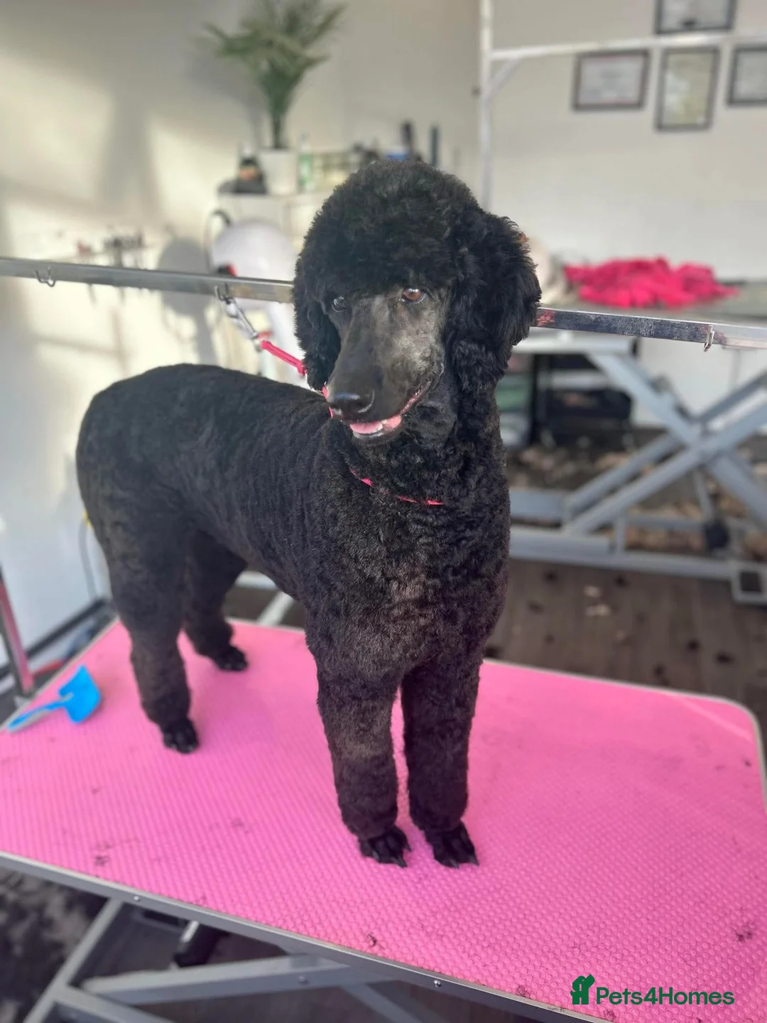 Standard Poodle dogs for sale: Standard poodle - Advert 2
