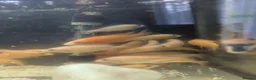 Cichlids fish for sale: African Cichlids Young for sale  in Liverpool - Advert 3