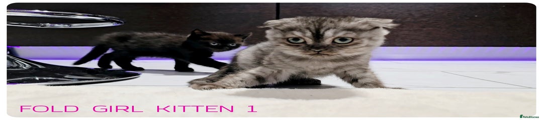 Girl Fold kitten 1