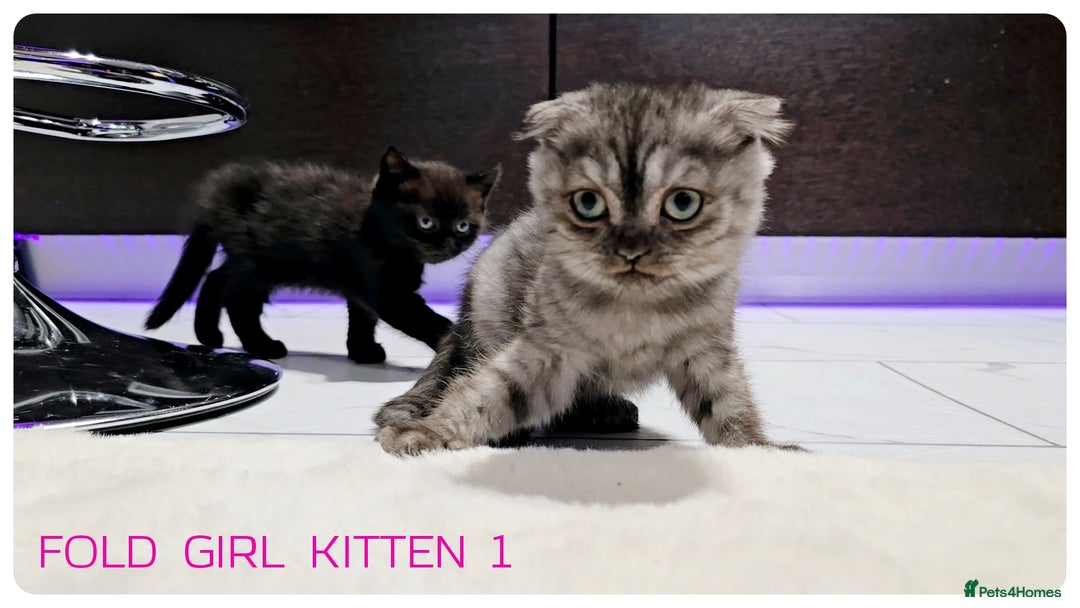 Scottish Fold cats for sale: SCOTTISH FOLD KITTENS (DELIVERY  AVAILABLE) - Image 7