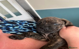 Mixed Breed dogs for sale: MastiffxCane Corso puppies⭐️Ready Now!! - Image 26